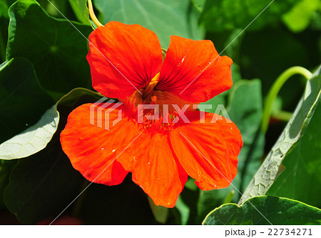 Garden nasturtium (Tropaeolum majus) Garden nasturtium (Tropaeolum majus) 22734271