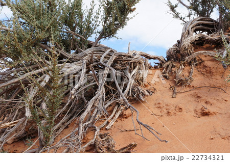 砂漠の植物の写真素材