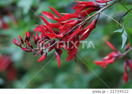 珊瑚刺桐サンゴシトウ　花言葉は「夢」 22734522