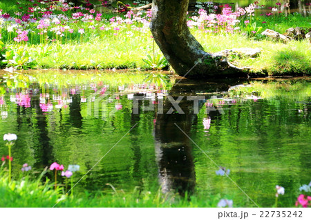 クリンソウの咲く水辺 22735242