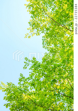 新緑 22735384