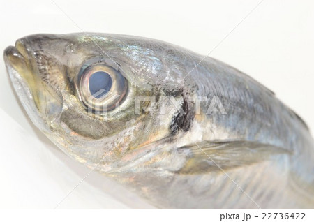 真アジ 白背景 真アジ 白背景 22736422