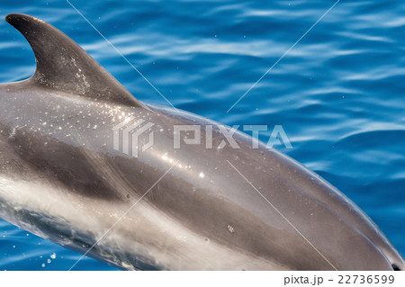 Dolphin while jumping in the deep blue sea Dolphin while jumping in the deep blue sea 22736599
