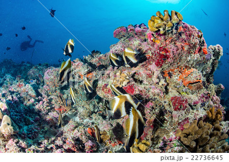butterfly fish while scuba diving in maldives 22736645