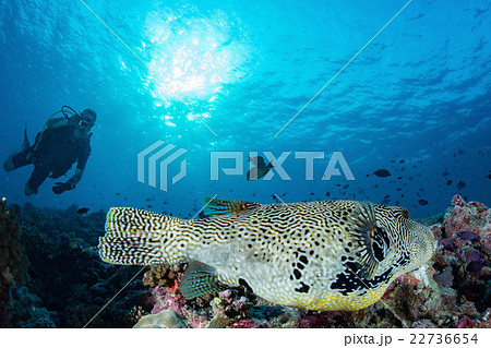 Giant oceanic Box puffer fish underwater portrait Giant oceanic Box puffer fish underwater portrait 22736654