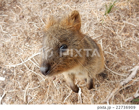 クォッカ 22736909