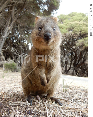 クォッカ 22736910