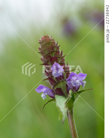 自生のウツボグサ 22736942