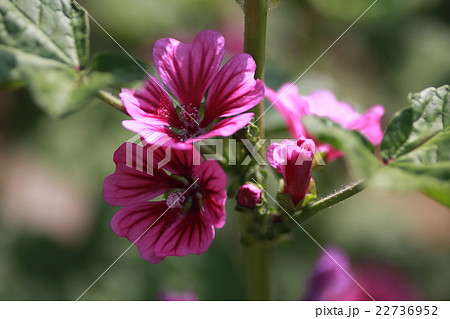 ウスベニアオイ ウスベニアオイ 22736952