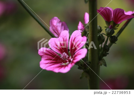 ウスベニアオイ ウスベニアオイ 22736953