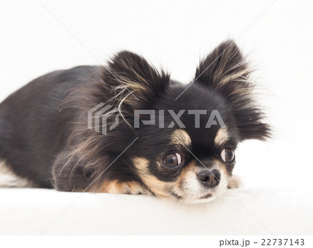 伏せるチワワ 22737143