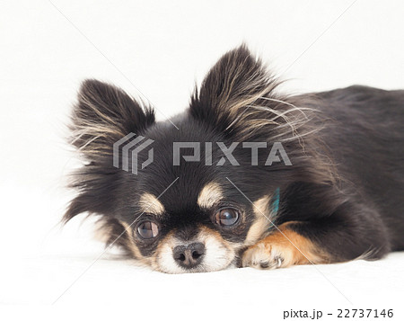 伏せるチワワの写真素材 [22737146] - PIXTA