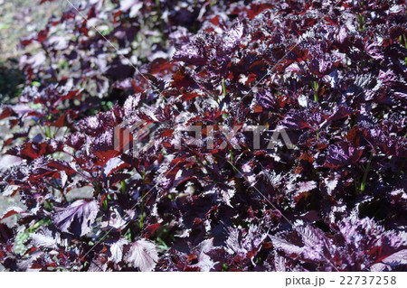 縮緬紫蘇チリメンシソ 花言葉は「力が蘇る」 縮緬紫蘇チリメンシソ 花言葉は「力が蘇る」 22737258