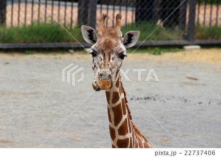 何かを食べているキリン 22737406