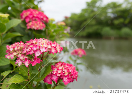 赤い紫陽花の写真素材