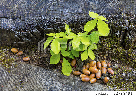 ナラの木から芽生えたドングリの芽 コナラの苗の写真素材