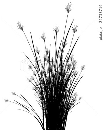Field grass on a white background isolated Field grass on a white background isolated 22738716