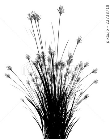 Field grass on a white background isolated Field grass on a white background isolated 22738718