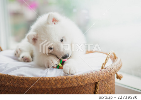 siberian husky puppy lying in a basket siberian husky puppy lying in a basket 22739530