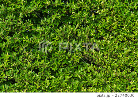 Green leaves background Green leaves background 22740030