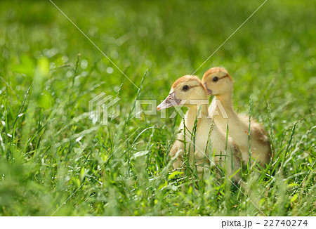 Two duckling on green meadow Two duckling on green meadow 22740274