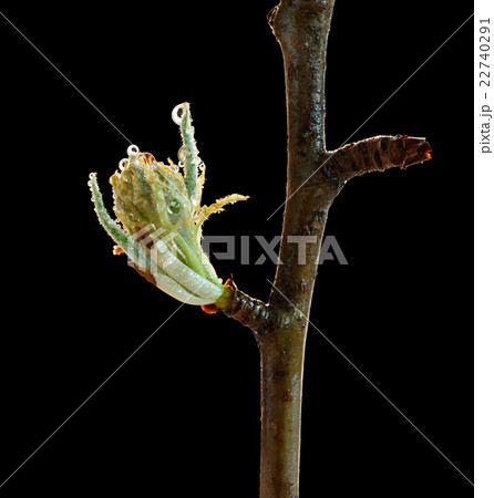 Macro of fruitier blossom bud 22740291