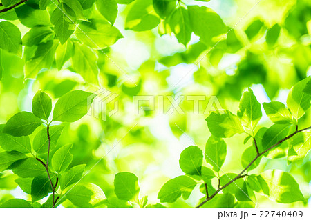 新緑エコイメージの写真素材