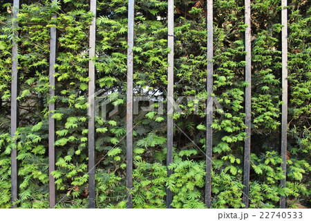 柵の間から生える植物 22740533