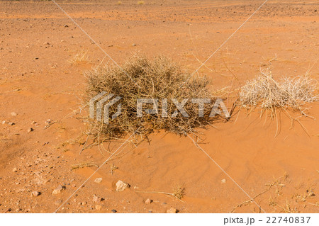 camel thorn in nature 22740837