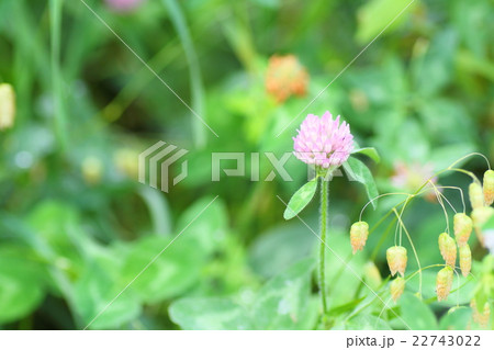 桃色クローバーの花 22743022