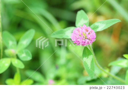 よつばの桃色クローバーの花 22743023
