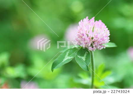 桃色クローバーの花 22743024