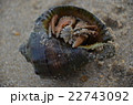 ヤドカリ 22743092