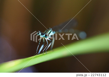 モノサシトンボ（オス） 22743112