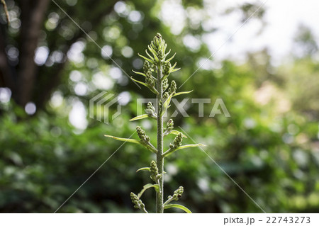 コバイケイソウの蕾 22743273