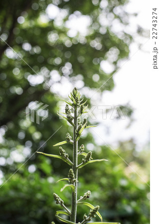 コバイケイソウの蕾 22743274