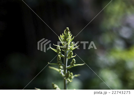 コバイケイソウの蕾 22743275