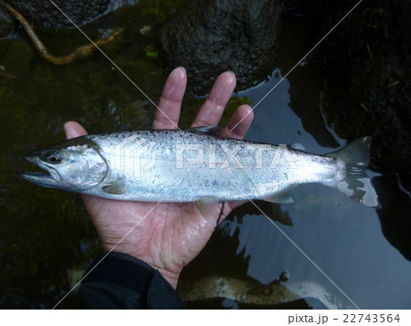 尺ヤマメ　スモルト個体　サクラマス 22743564