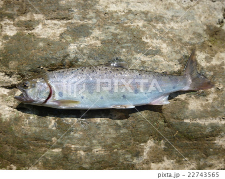 山女魚　やまめ　ヤマメ 22743565