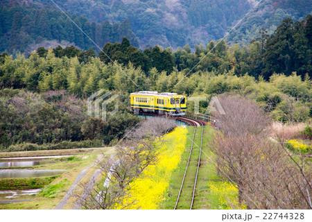 いすみ鉄道と菜の花 22744328