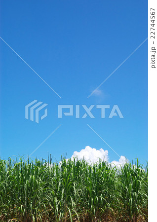サトウキビ畑と青空 22744567