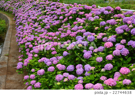 アジサイ 22744638