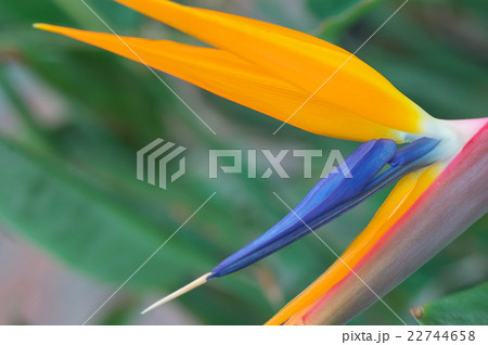 ストレッチア 22744658