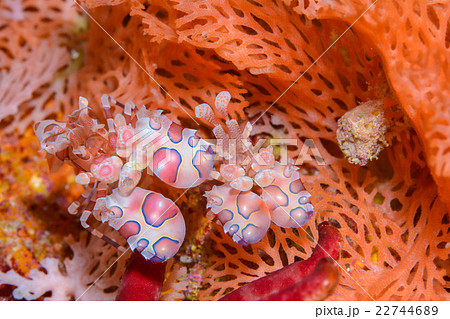 フリソデエビ 22744689