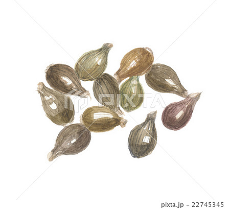 はとむぎ　実 22745345