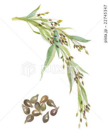 はとむぎ 穂・実 はとむぎ 穂・実 22745347