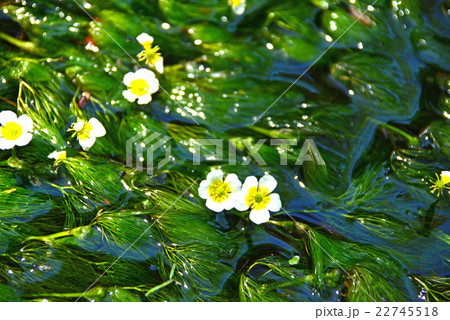 清流に咲く梅花藻 22745518