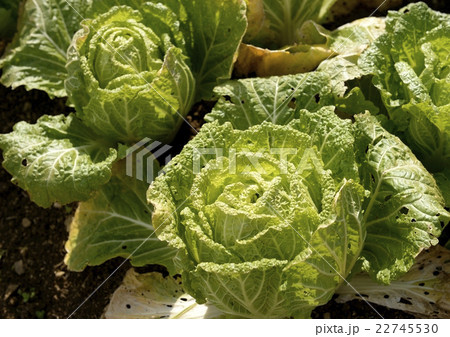 収穫直前の白菜 収穫直前の白菜 22745530