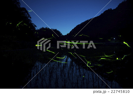 ゲンジボタル 22745810