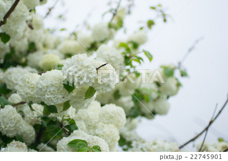 オオデマリ 22745901